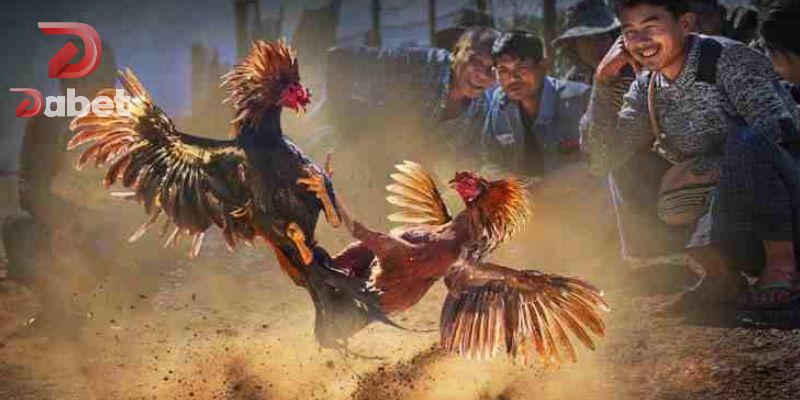 Cách nuôi gà đá bo lớn chuẩn bị những gì?