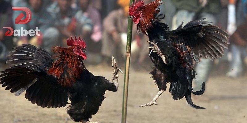 Vài nét về cách nuôi gà đá bo lớn