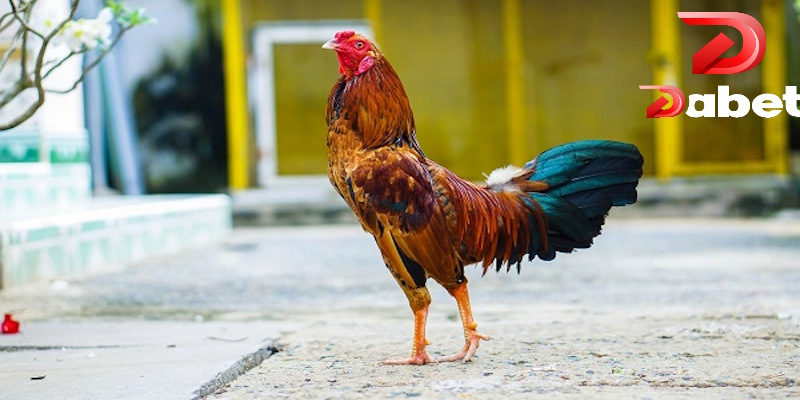 Quan sát dáng đi là cách nhận biết gà đá hay bạn nên tham khảo