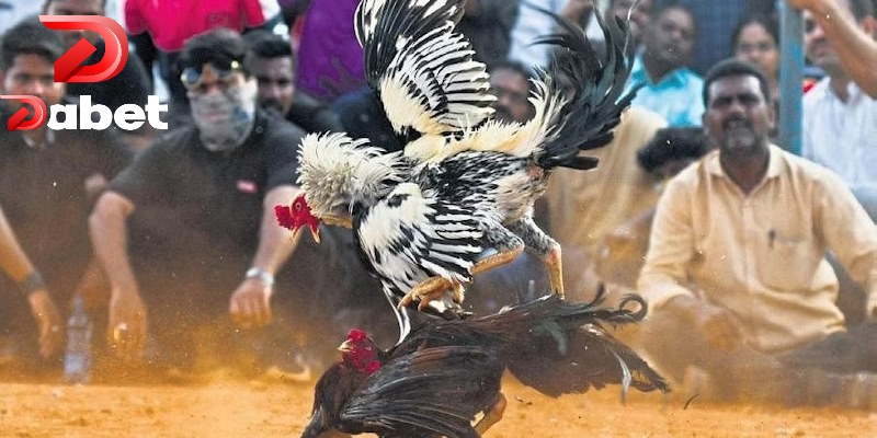 Đánh giá gà tốt thông qua bài kiểm tra sức mạnh của đôi cánh