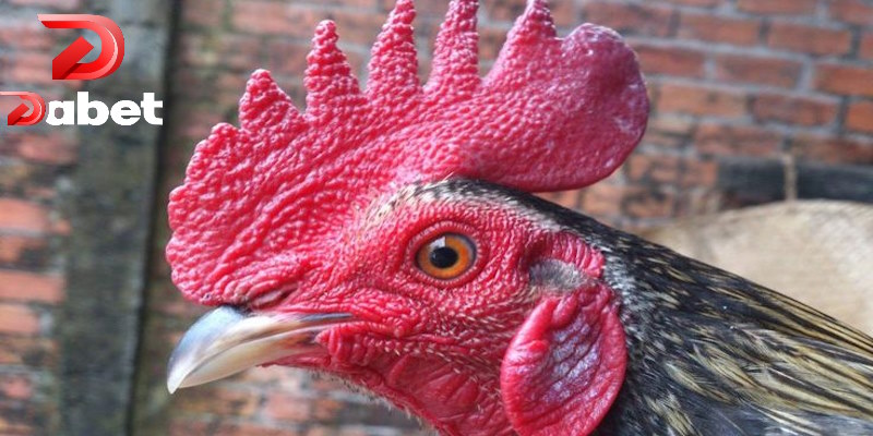 Chú ý đến đôi mắt để nhận biết chiến kê đấu tốt