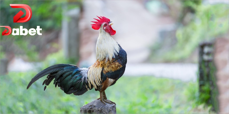 Đừng bỏ qua tiếng gáy khi tìm kiếm kê chọi dũng mãnh