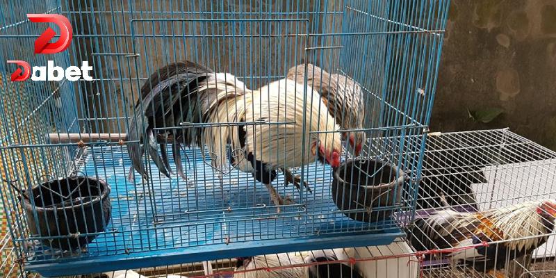 Kỹ thuật nuôi gà tre siêu chuẩn dành cho người đam mê