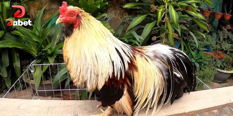 Thông tin cơ bản về gà tre