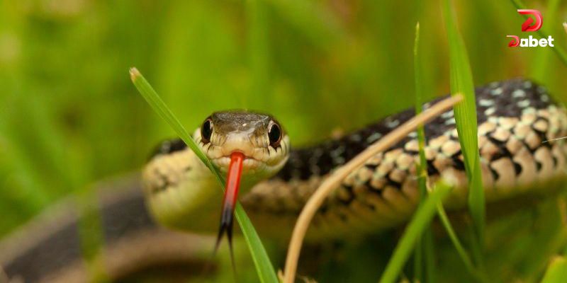 Nằm mơ thấy rắn dự báo điều gì?