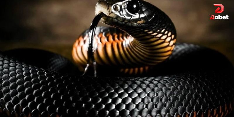 Con số may mắn trong giấc mơ về rắn